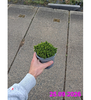 Hebe 'Green Globe' P 10,5